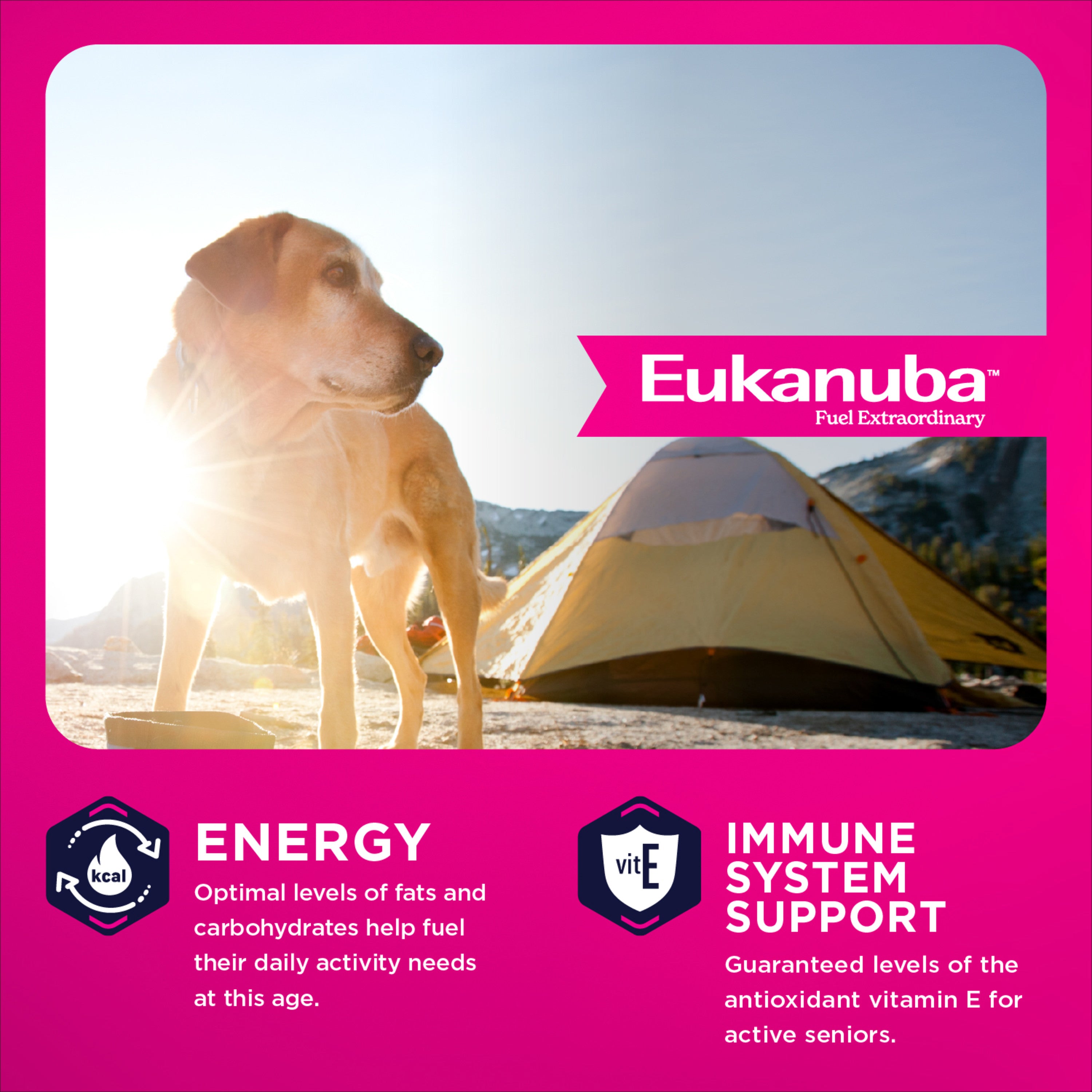eukanuba tent Eukanuba Senior Large Breed Dry Dog Food, 33 lbs