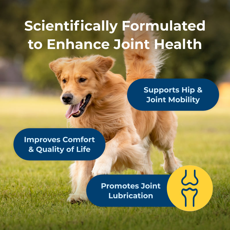 PetAg Dyne Soft Chews, Joint & Mobility 45ct