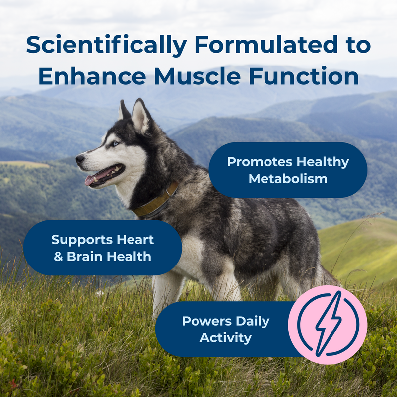 PetAg Dyne Soft Chews, Endurance & Vitality 60ct