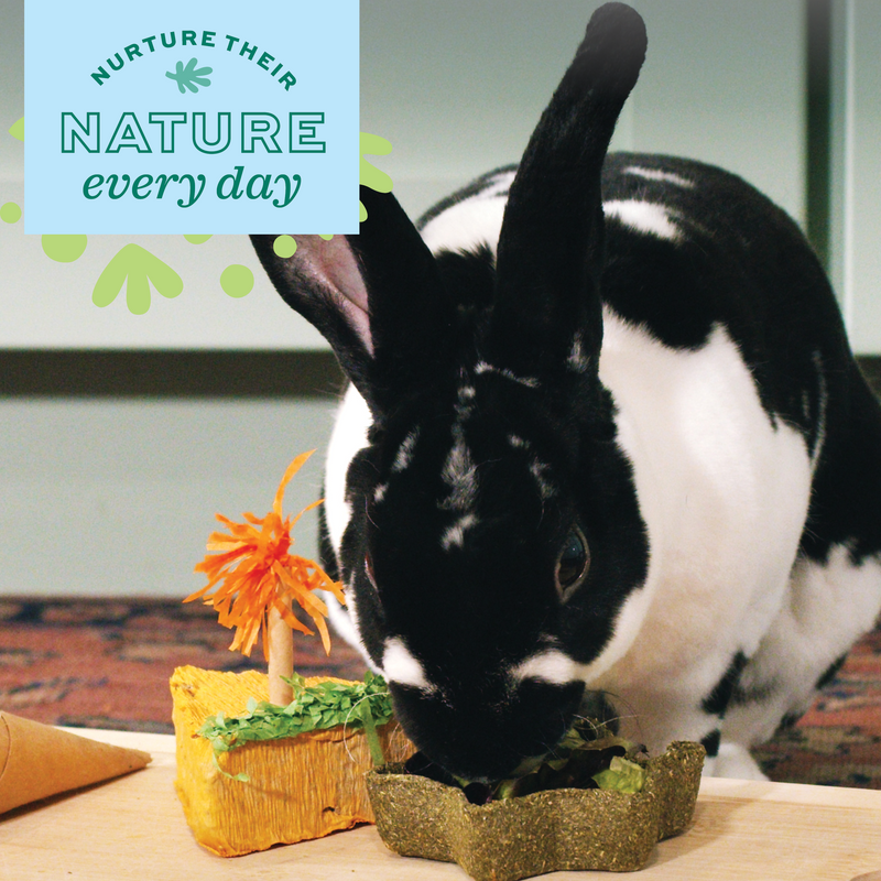 Oxbow Enriched Life Timothy Star Dish for Rabbits, Guinea Pigs, Chinchillas, and other Small Herbivores.