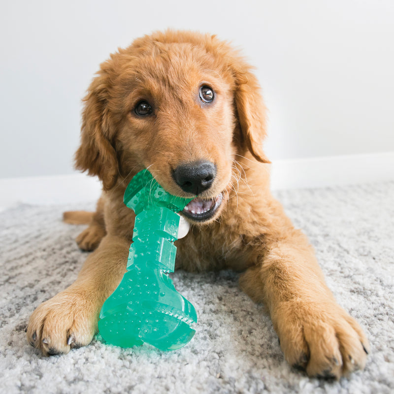KONG Dog Squeezz® Dental Bone Md