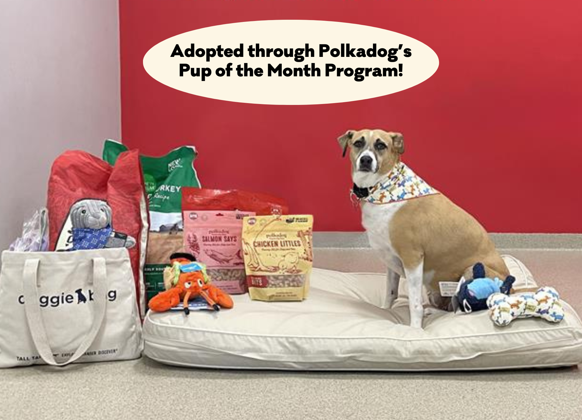 Polkadogs Pup of the Month program