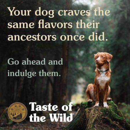 Taste of the Wild Ancient Mountain Canine Recipe with Roasted Lamb Dry Dog Food