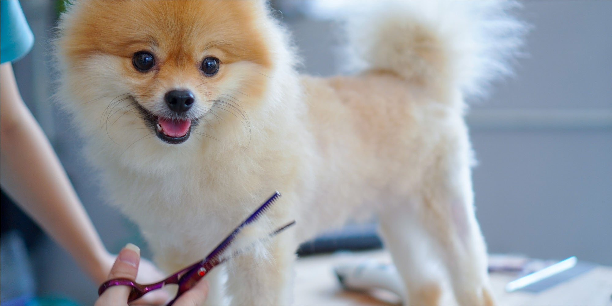 Dog getting hair trimmed