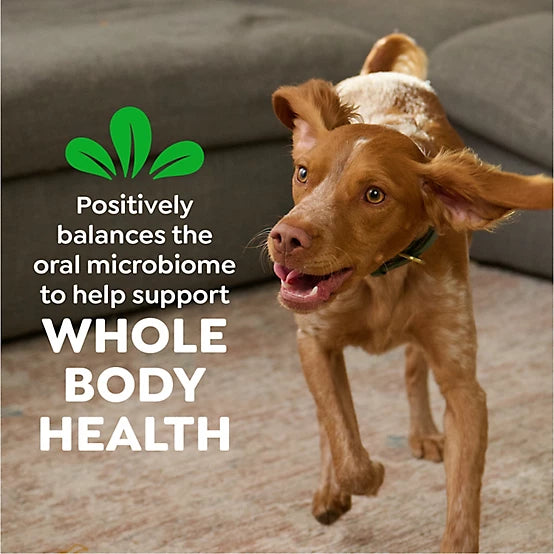 Greenies TEENIE Natural Dog Dental Treats, Sweet Potato Flavor, 12 oz.