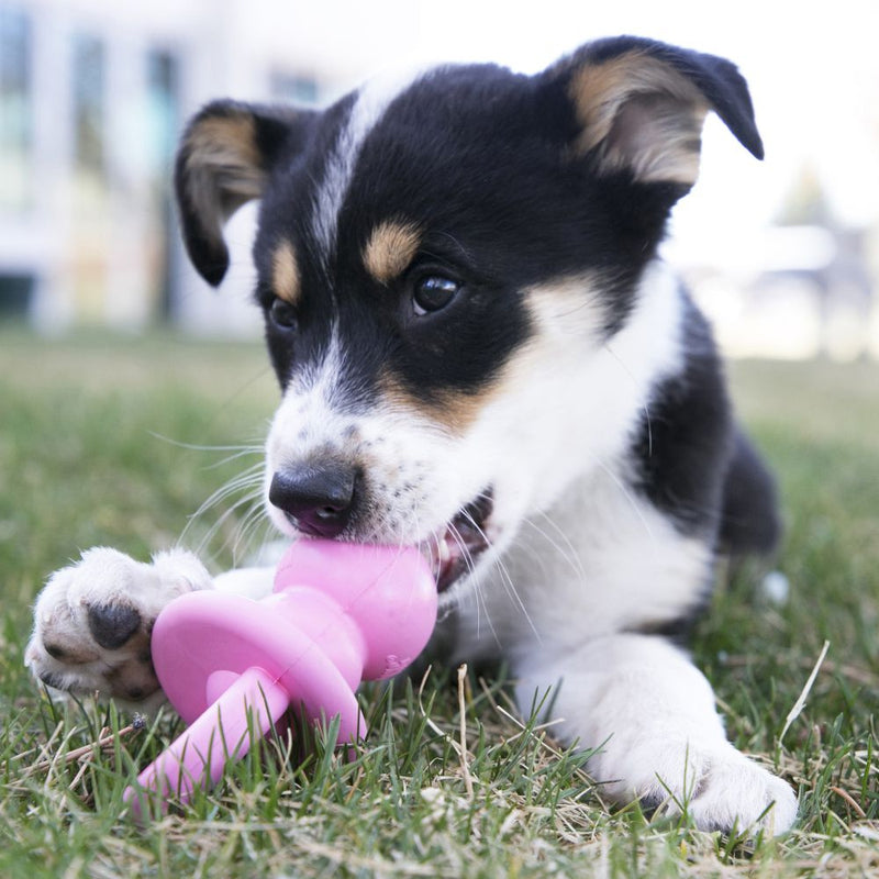 KONG Puppy Binkie Teething Dog Toy