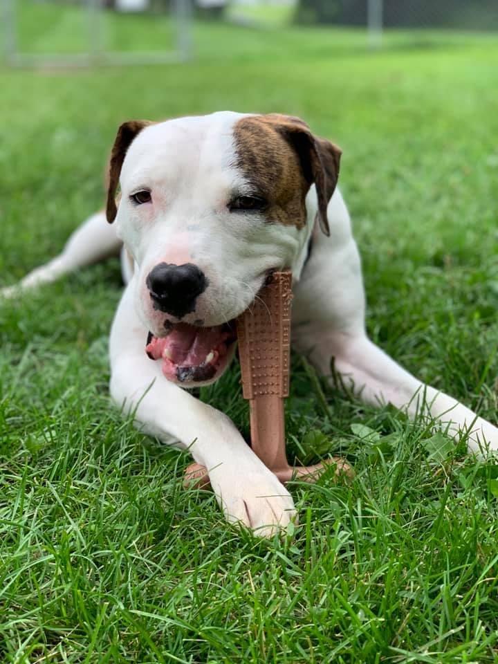 Ethical Pet Bambone Plus Dog Toy, Chicken Flavor