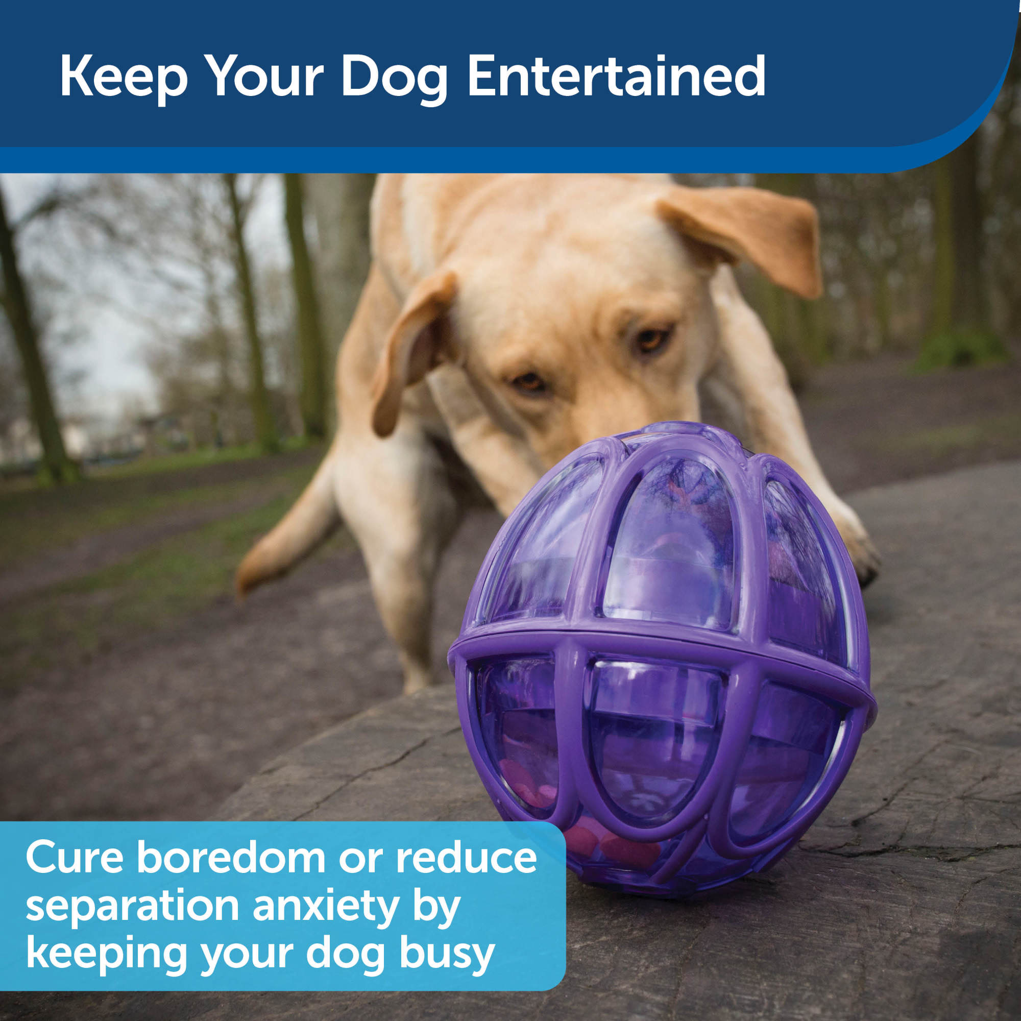 PetSafe Busy Buddy Barnacle - Dog Chew Toy - Treat Dispensing Dog Toys  Purple Medium