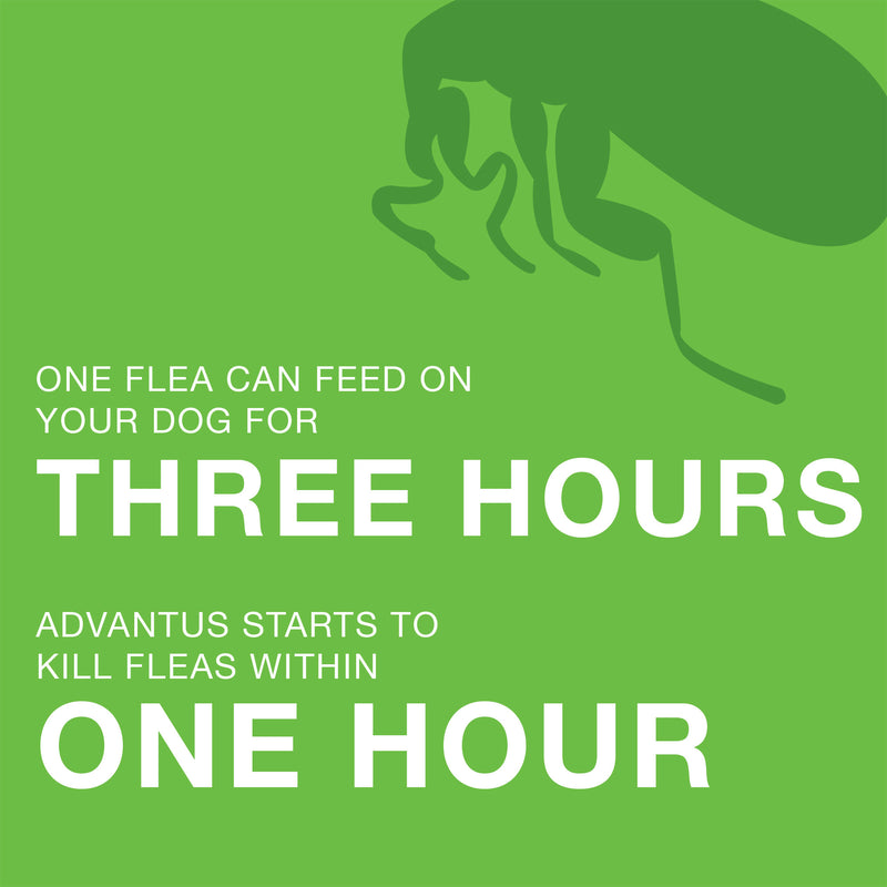 One flea can feed on your dog for three hours.  Advantus starts to kill fleas within one hour.